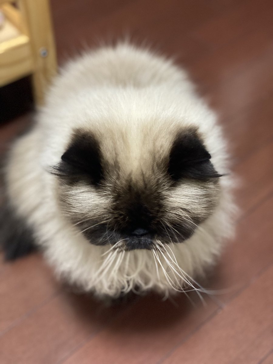 むぎ (@Mugi_is_No1) / Posts / X