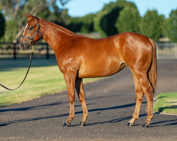 breednet's tweet photo. Juvenile Trial Watch - looks another likely future SW from Segenhoe and winner for Home Affairs, this girl has a half-sister for MM 2026 https://t.co/OOWuyeWJs2  @mmsnippets @Darby_Racing @CoolmoreAus @SegenhoeGroup @peterobrien2014 https://t.co/wjiOQDCr4q