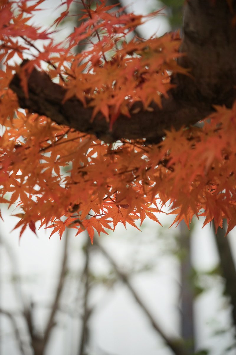 giantrogo's tweet image. 曇り空、ちょっと寒い公園散歩。