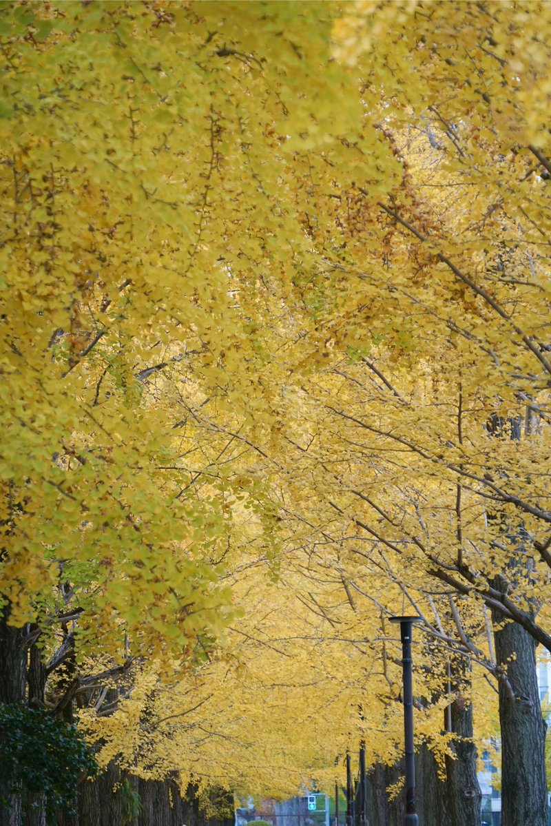 giantrogo's tweet image. 曇り空、ちょっと寒い公園散歩。