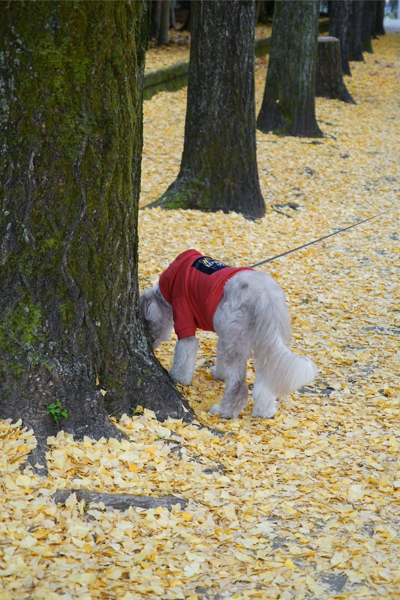 giantrogo's tweet image. 曇り空、ちょっと寒い公園散歩。