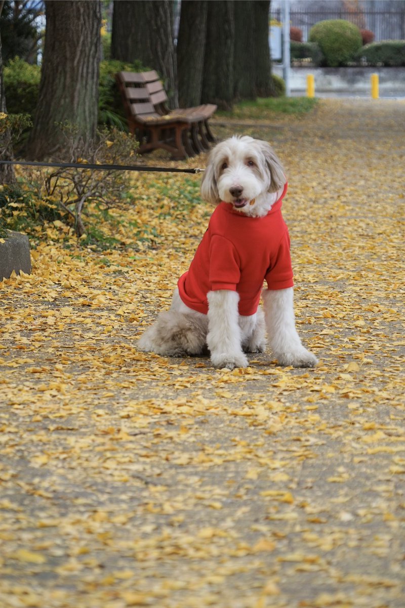 giantrogo's tweet image. 曇り空、ちょっと寒い公園散歩。