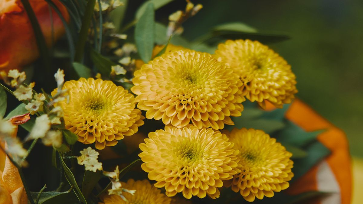 Alicia_Deal_Fin's tweet image. Bring warmth, kindness, and a touch of sparkle to your hostess’s holiday season. 💖 kit.co/alicia-deal-fi… 

#HolidayGifts #HostessLove #FestiveVibes #MerryAndBright #SeasonOfJoy #HolidayKindness