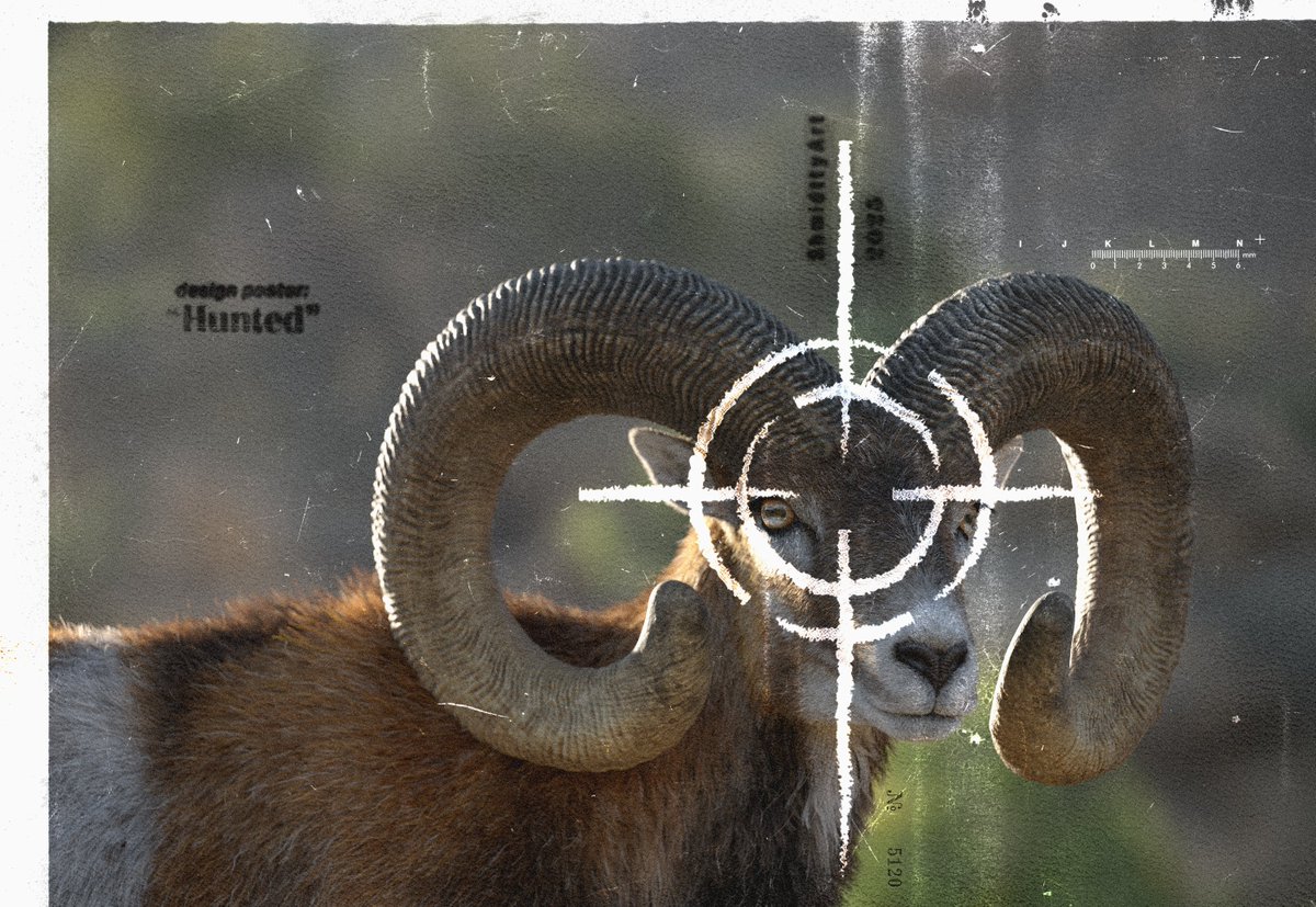 Shmidtty tweet media