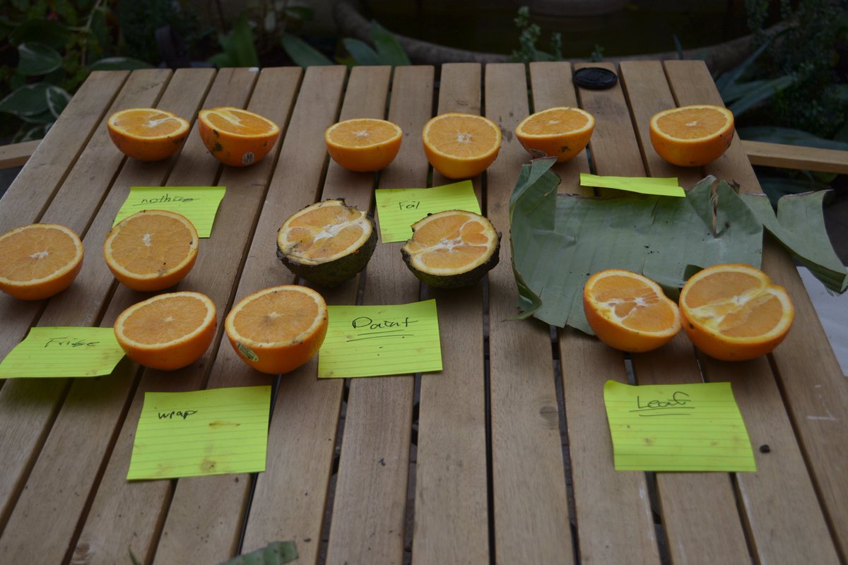 eamondotcom's tweet image. thinking about my 7th great science fair project where I buried a bunch of oranges and wrapped each a different way and put them underground to see which preservation method was best and literally none of them changed at all and I got 28th place because they ranked every student