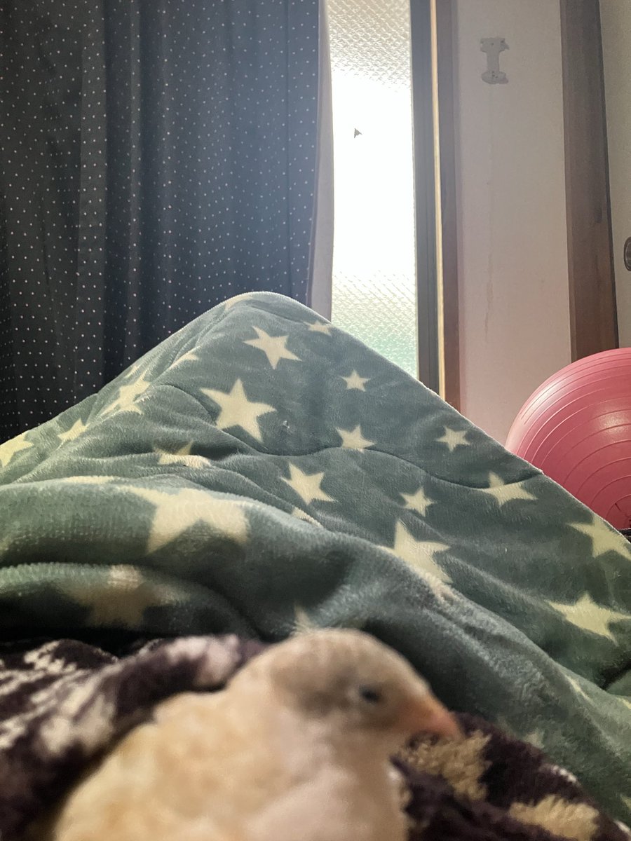 ポポチョロ🐦💨 (@1b4fc39ec9e04d3) / Posts / X