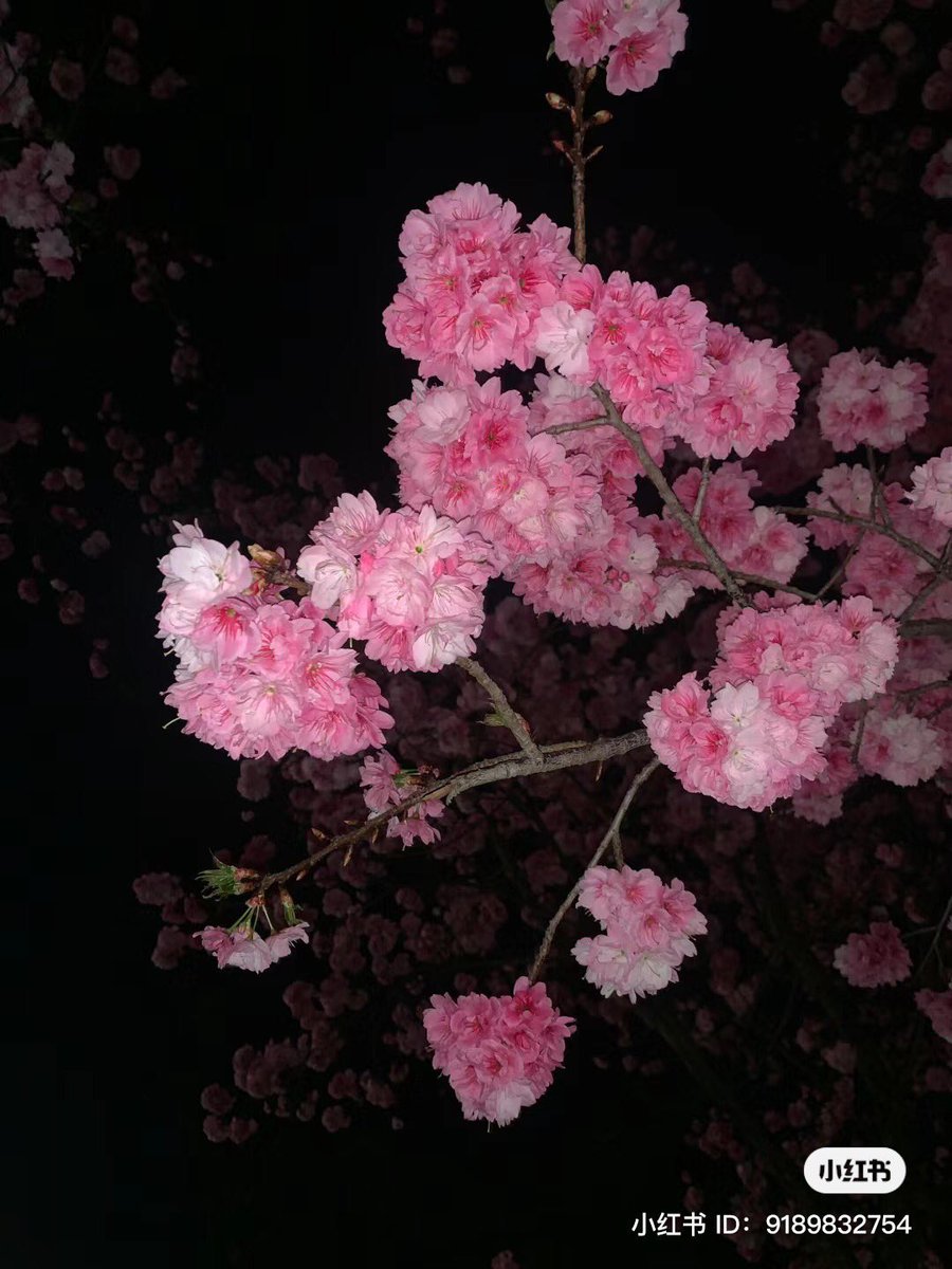 heart_jpg's tweet image. cherry blossoms at night