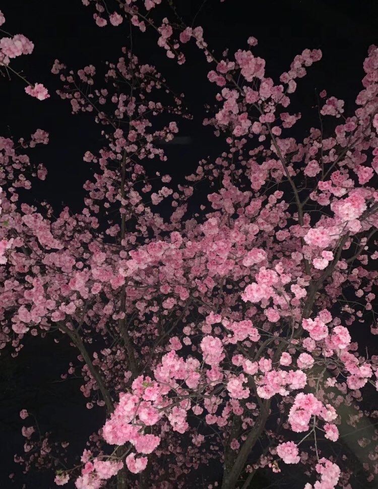 heart_jpg's tweet image. cherry blossoms at night