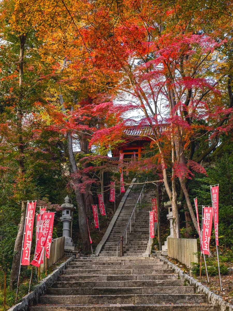 man_tac's tweet image. 京都山科毘沙門堂さんの紅葉🍁
2025.11.19撮影

#京都よきかな 
Leica SL2-S x SIGMA 28-105mm F2.8 DG DN | Art