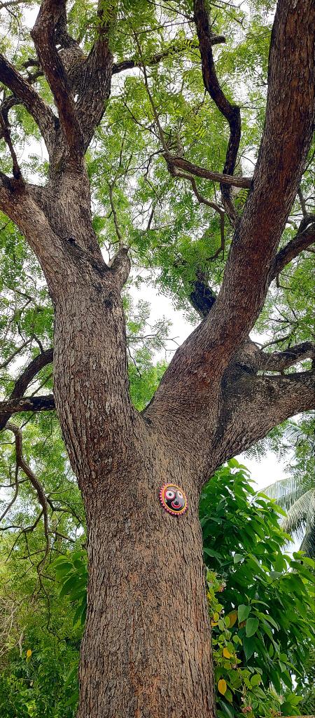 infotainmentod's tweet image. Good morning treepeople, greetings of  #thicktrunktuesday 🌿🌳🌿

#treeday #trees #nature 
#treetime #treepeople #treeclub