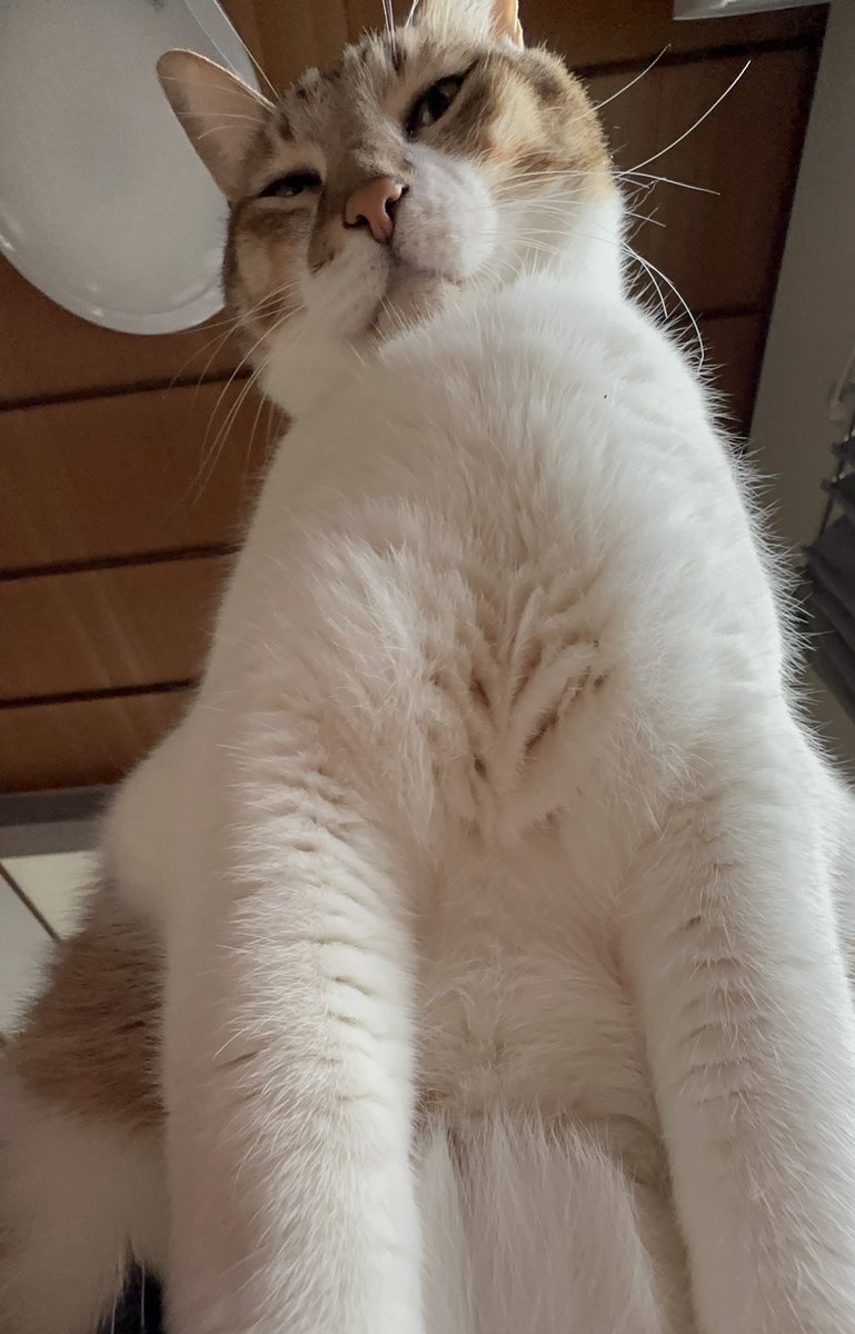 モフモフ ＃猫好きさんと繋がりたい #ねこ