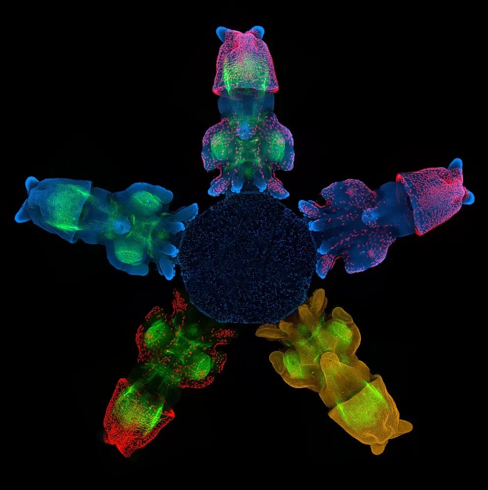 SocDevBio's tweet image. 🦑 Doryteuthis pealeii (Longfin squid)
A cephalopod superstar✨ With a massive, highly edited genome and a fragmented Hox cluster, D. pealeii helps reveal how squids evolved complex brains, rapid development, and unique body plans 📸 Image by Juliana Roscito #ModelMonday #DevBio