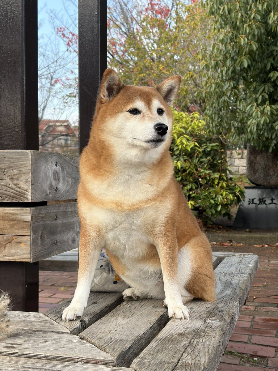 y30c's tweet image. おはようございます〜晴れてきました。在宅ワークしてるといつでもイヌが散歩行けるでって要求して来ます。今週は火曜日始まり〜ご機嫌な1週間を‼️