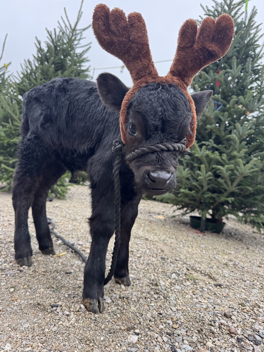 juss_dhani's tweet photo. My lil reindeer 😂😩🤍 https://t.co/pLzsg0ODQq