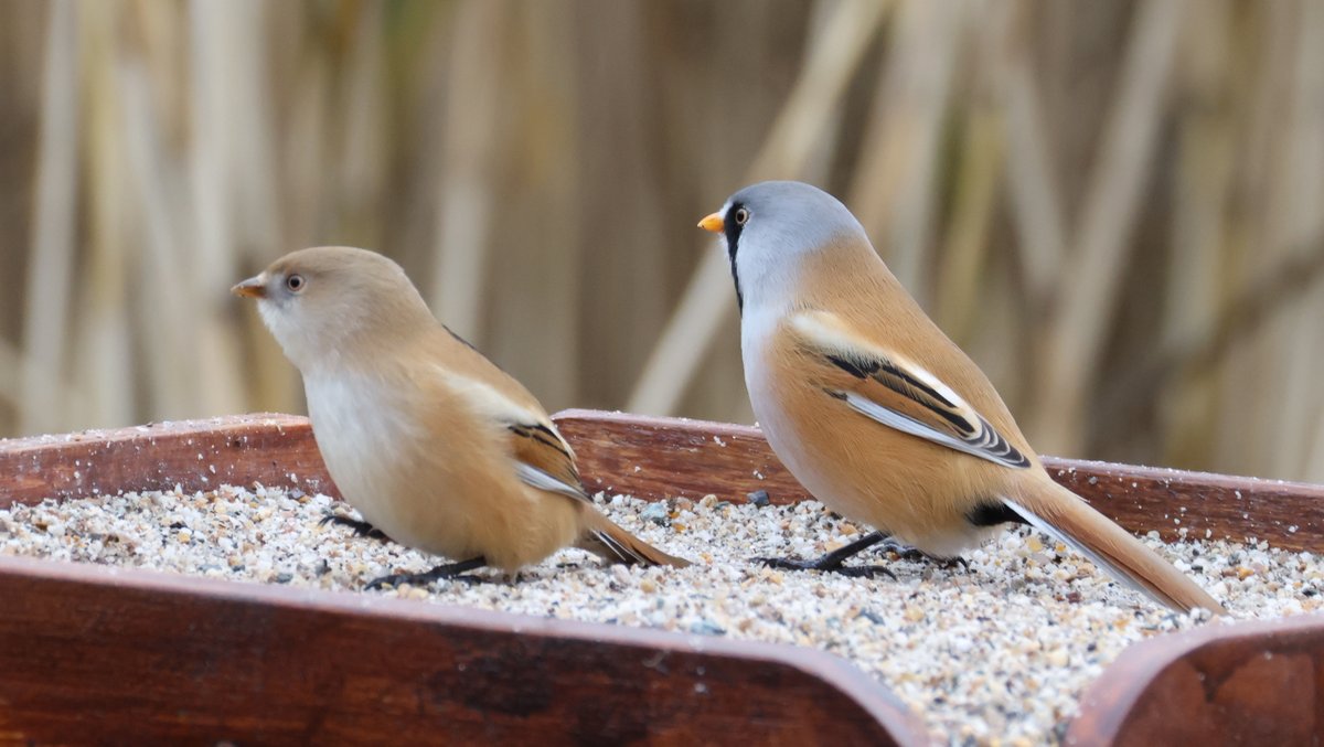 cranky1456's tweet image. Now for the #TwosDay theme, were it&apos;s all about #Doubles, #Pairs or #Twins of anything you would like to share.

I&apos;ve gone with a mixed bag of Bearded Tits, Gadwall Ducks, Fallow Deer &amp;amp; Houseflies from various venues visited this year.

#birds #EastCoastKin #mammals #photography