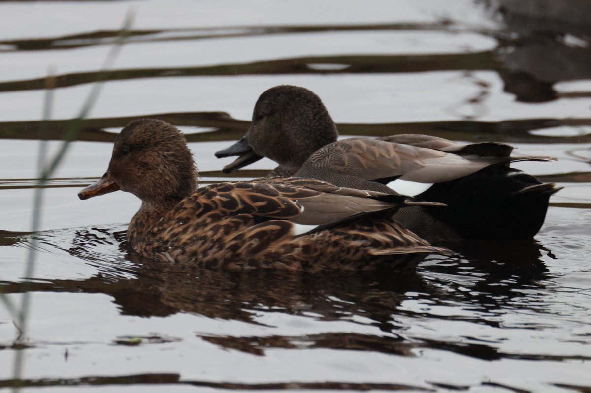 cranky1456's tweet image. Now for the #TwosDay theme, were it&apos;s all about #Doubles, #Pairs or #Twins of anything you would like to share.

I&apos;ve gone with a mixed bag of Bearded Tits, Gadwall Ducks, Fallow Deer &amp;amp; Houseflies from various venues visited this year.

#birds #EastCoastKin #mammals #photography