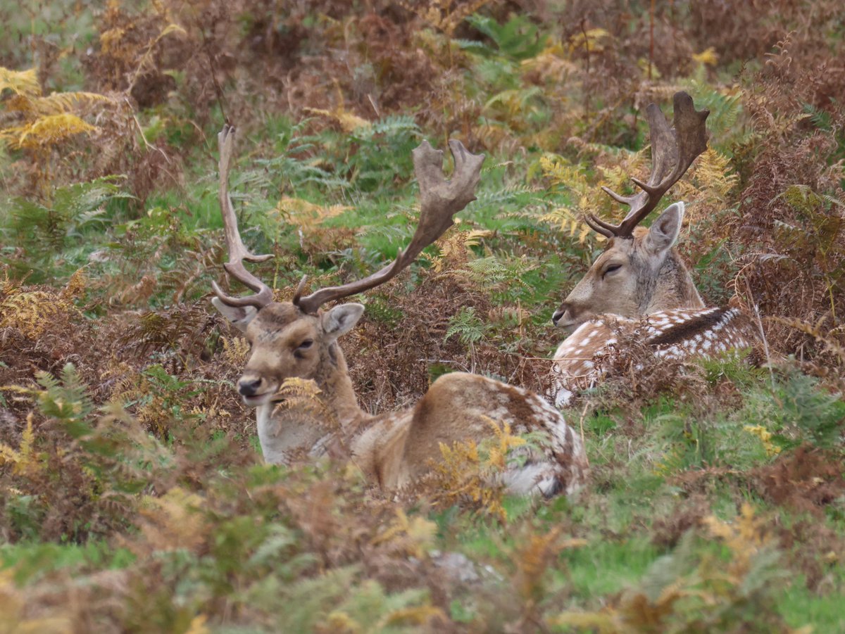 cranky1456's tweet image. Now for the #TwosDay theme, were it&apos;s all about #Doubles, #Pairs or #Twins of anything you would like to share.

I&apos;ve gone with a mixed bag of Bearded Tits, Gadwall Ducks, Fallow Deer &amp;amp; Houseflies from various venues visited this year.

#birds #EastCoastKin #mammals #photography