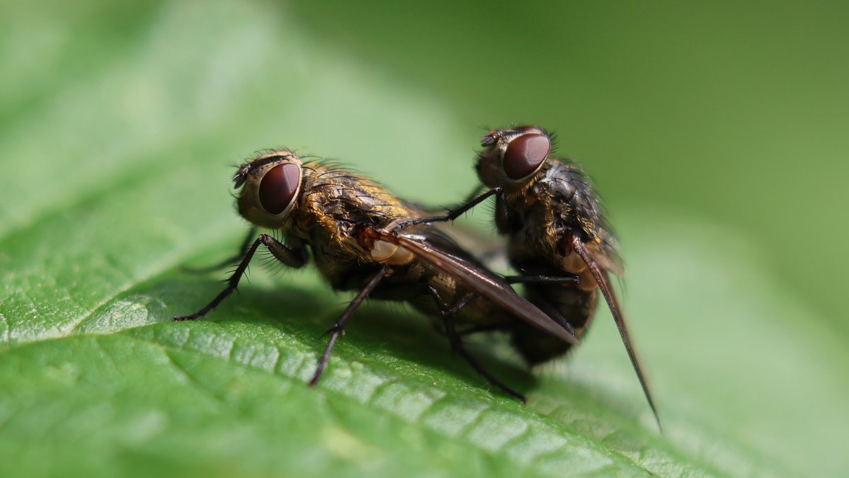 cranky1456's tweet image. Now for the #TwosDay theme, were it&apos;s all about #Doubles, #Pairs or #Twins of anything you would like to share.

I&apos;ve gone with a mixed bag of Bearded Tits, Gadwall Ducks, Fallow Deer &amp;amp; Houseflies from various venues visited this year.

#birds #EastCoastKin #mammals #photography