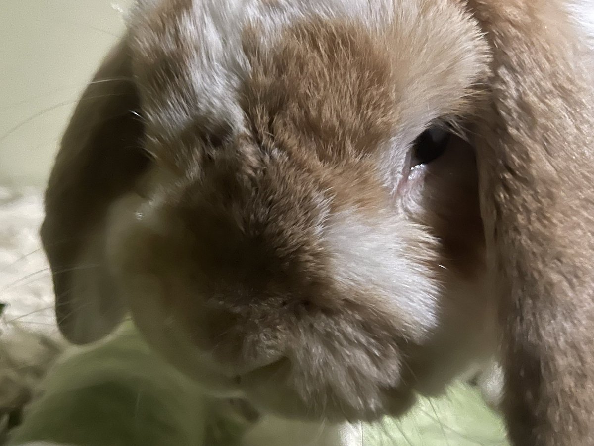 ホルちゃん作w
芸術は爆発なんね🥕🐰w