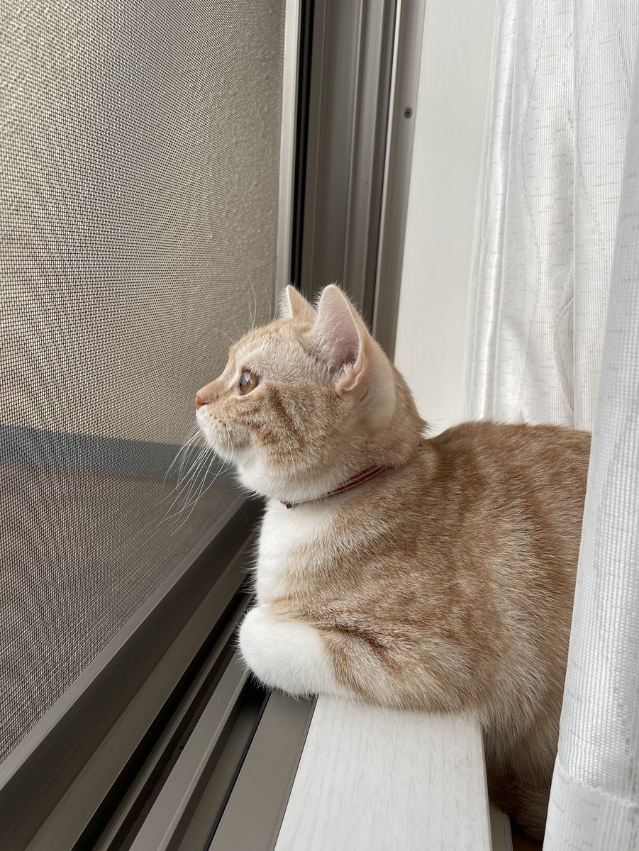 ういろ☆スコティッシュフォールド (@uiro1122) / Posts / X