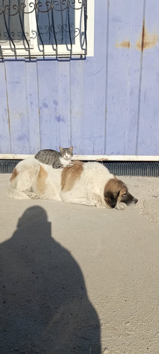 ibrahim_enisten's tweet image. Sevgi YAŞATIR!!🐱🦮#mutluşehirbursa♥️#sevgi #dost #sokakhayvanları #kedi #köpek #merhamet #patilik
