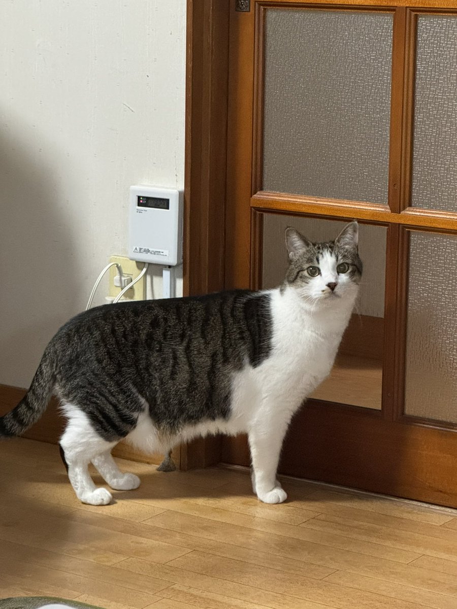 福丸 (@totomo_fukumaru) / Posts / X