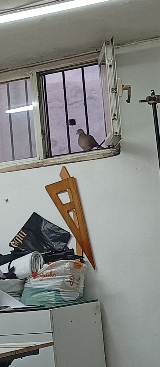 evsizadam13's tweet image. 