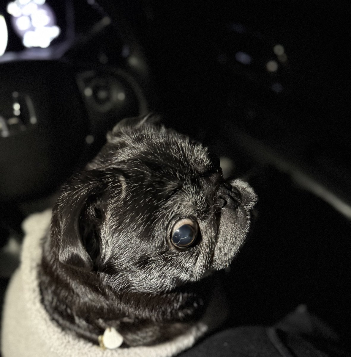 連休明けだから多くてなかなかよばれないねぇ、、🐶 #パグのあんちゃん