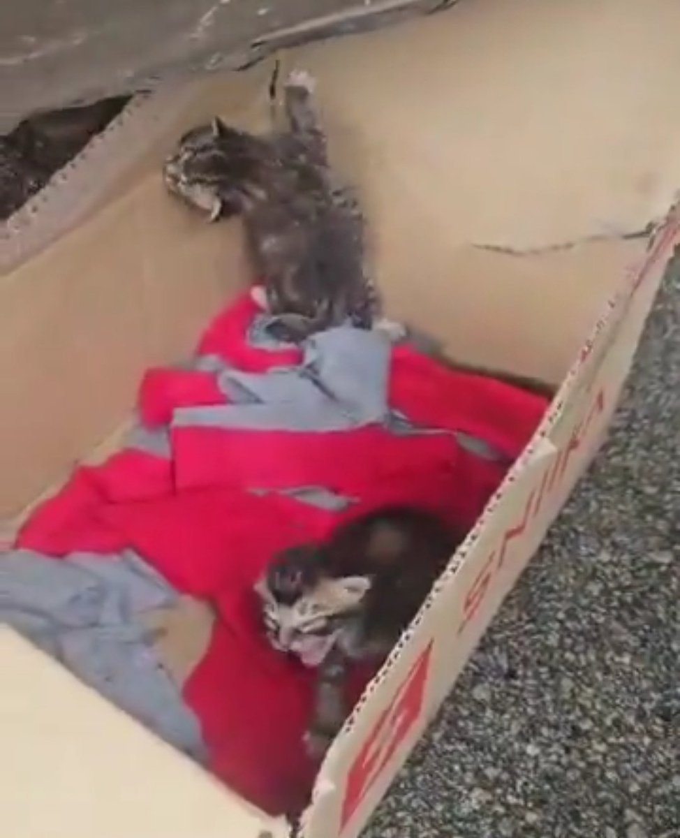 FiskaYenitaFK_'s tweet photo. Takkan survive sendiri kalau dibiarkan, sekarang musim hujan sejuk sangat. Can someone please help these two poor kittens?  🙏🏻😭

Looking for foster/adopter, please help :(( https://t.co/fQWR0CwriK