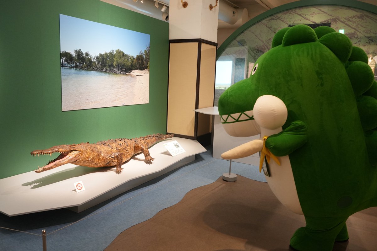 museum_kahaku's tweet image. ✨🐊いよいよ明日開幕🐊✨

本日、企画展「ワニ」の内覧会を実施しました！
熱川バナナワニ園の「熱川ばにお」君もスペシャルゲストとして登場してくれました🐊
展示室内では、ワニの剥製を熱心に観察するばにお君の姿も🔍

ぜひみなさまも、ワニ展に足をお運びください💫