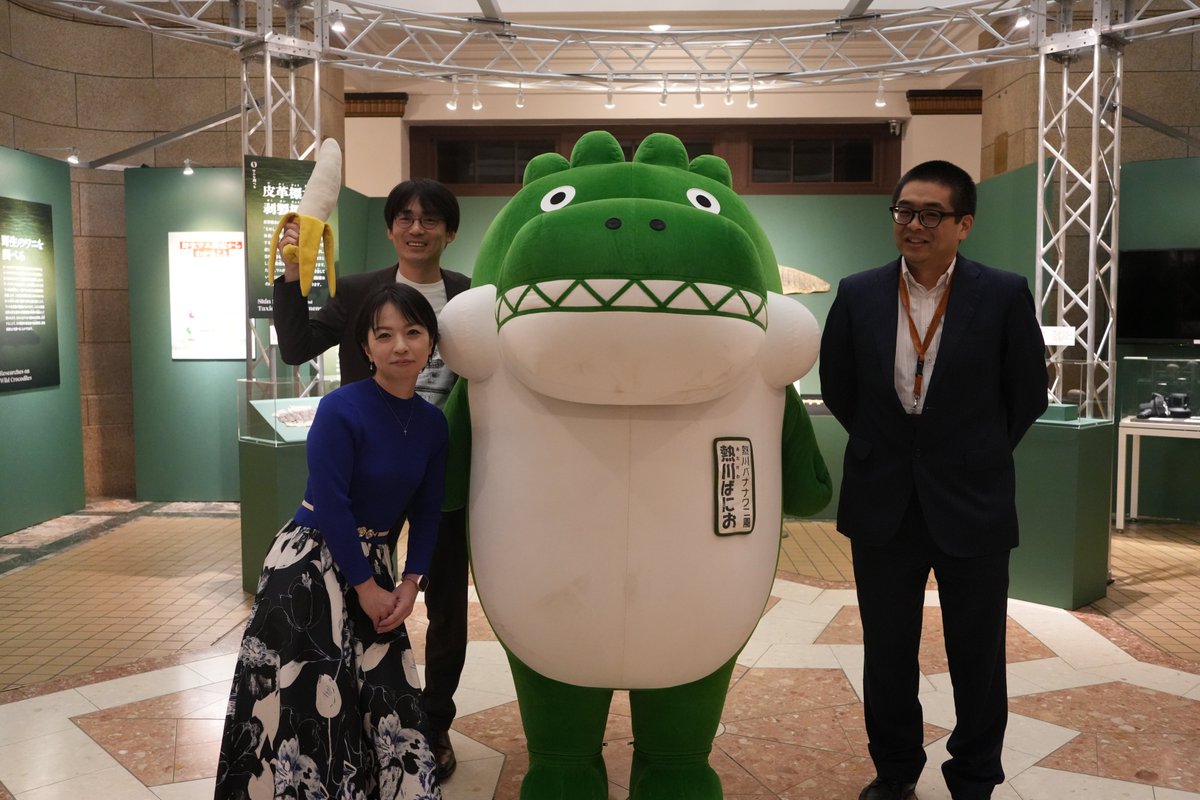 museum_kahaku's tweet image. ✨🐊いよいよ明日開幕🐊✨

本日、企画展「ワニ」の内覧会を実施しました！
熱川バナナワニ園の「熱川ばにお」君もスペシャルゲストとして登場してくれました🐊
展示室内では、ワニの剥製を熱心に観察するばにお君の姿も🔍

ぜひみなさまも、ワニ展に足をお運びください💫