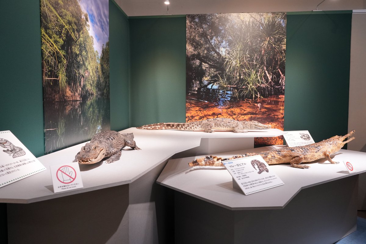 museum_kahaku's tweet image. ✨🐊いよいよ明日開幕🐊✨

本日、企画展「ワニ」の内覧会を実施しました！
熱川バナナワニ園の「熱川ばにお」君もスペシャルゲストとして登場してくれました🐊
展示室内では、ワニの剥製を熱心に観察するばにお君の姿も🔍

ぜひみなさまも、ワニ展に足をお運びください💫