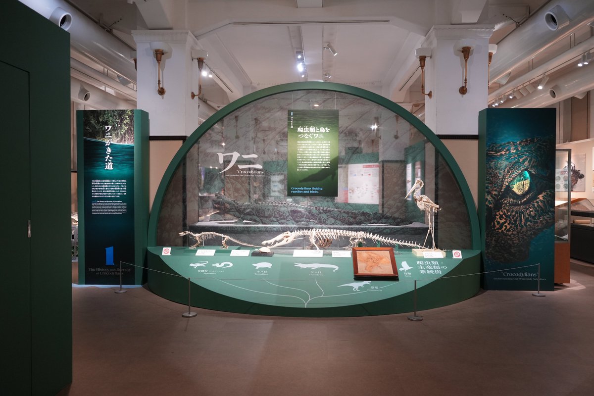 museum_kahaku's tweet image. ✨🐊いよいよ明日開幕🐊✨

本日、企画展「ワニ」の内覧会を実施しました！
熱川バナナワニ園の「熱川ばにお」君もスペシャルゲストとして登場してくれました🐊
展示室内では、ワニの剥製を熱心に観察するばにお君の姿も🔍

ぜひみなさまも、ワニ展に足をお運びください💫