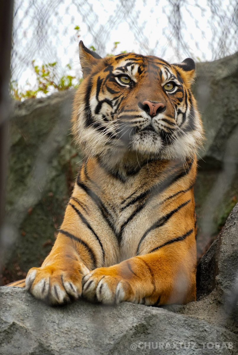 CHURAXTU7_TORA8's tweet image. 今日はダマイちゃんの命日。
美しく元気な姿をたくさん見せてくれてありがとう。
安らかにみんなを見守ってくれていたらいいな🐯💐
#東山動植物園　#スマトラトラ　#ダマイ
📷2024年10月