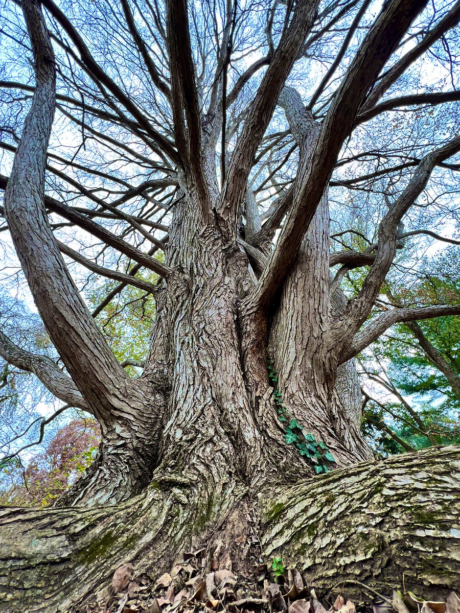 sliprockseeker's tweet image. True kindness
throws out roots
in all directions
 
Happy #tree day