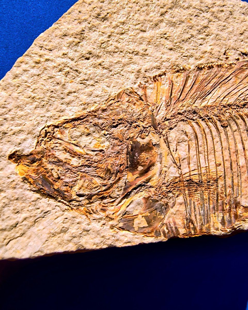 ABaucon's tweet image. It&apos;s time for #fossil fishes!