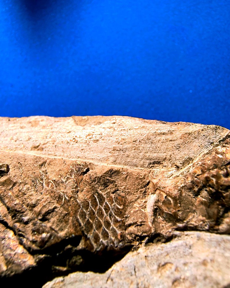 ABaucon's tweet image. It&apos;s time for #fossil fishes!