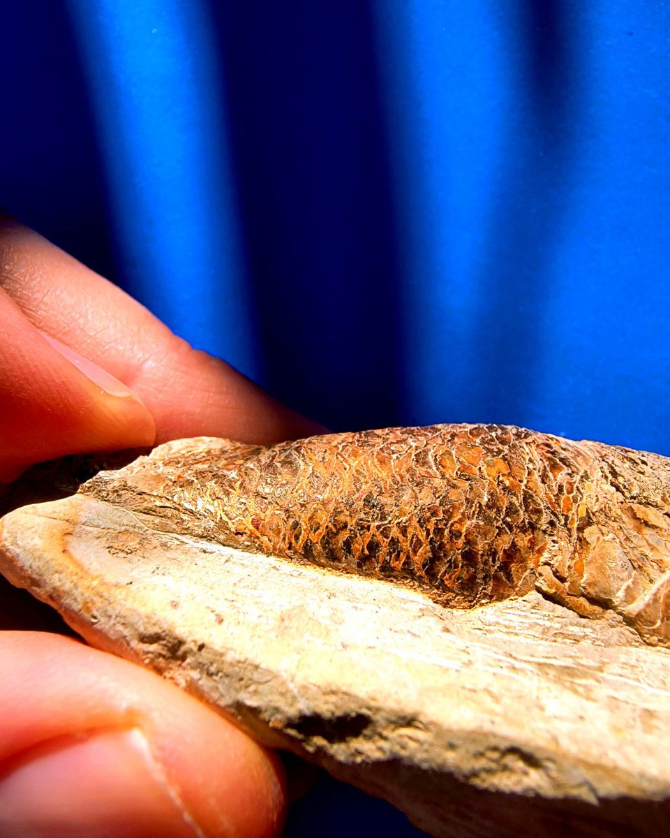 ABaucon's tweet image. It&apos;s time for #fossil fishes!