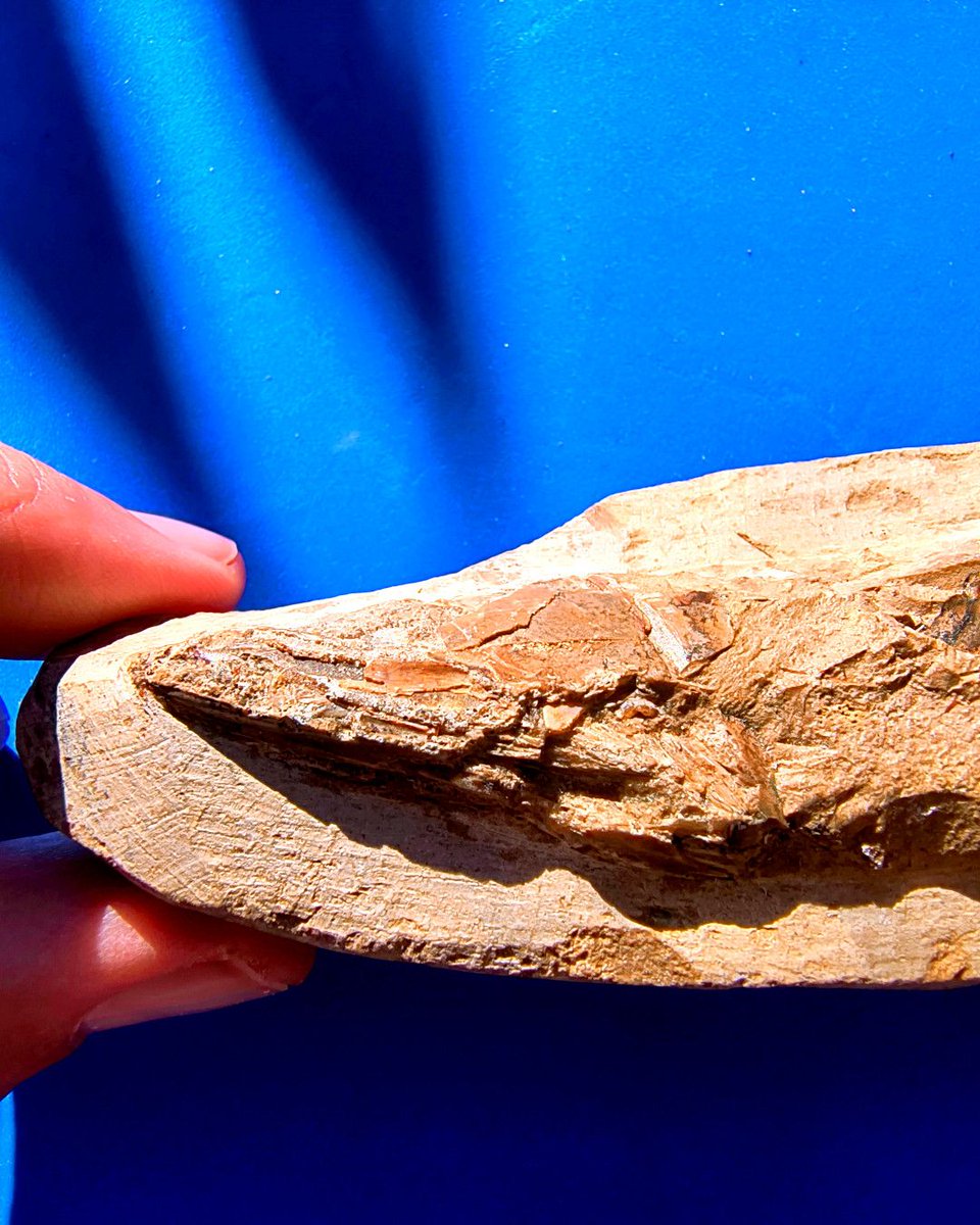 ABaucon's tweet image. It&apos;s time for #fossil fishes!