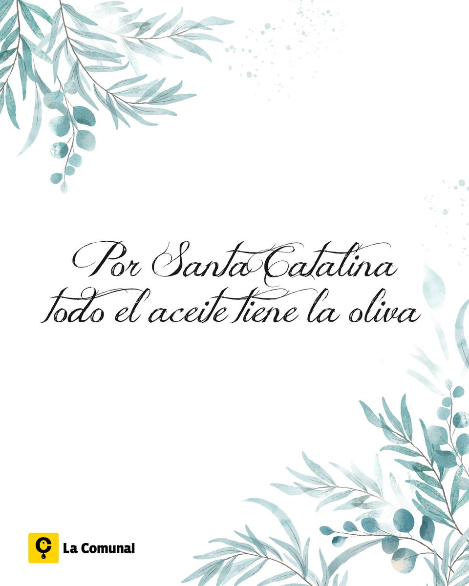 Según la sabiduría popular, las aceitunas 🫒 alcanzan su estado óptimo de maduración en los últimos días del mes de noviembre.

Por eso, esta suele ser la fecha elegida para iniciar la recolección de la aceituna en la mayor parte de los olivares de nuestro país.
