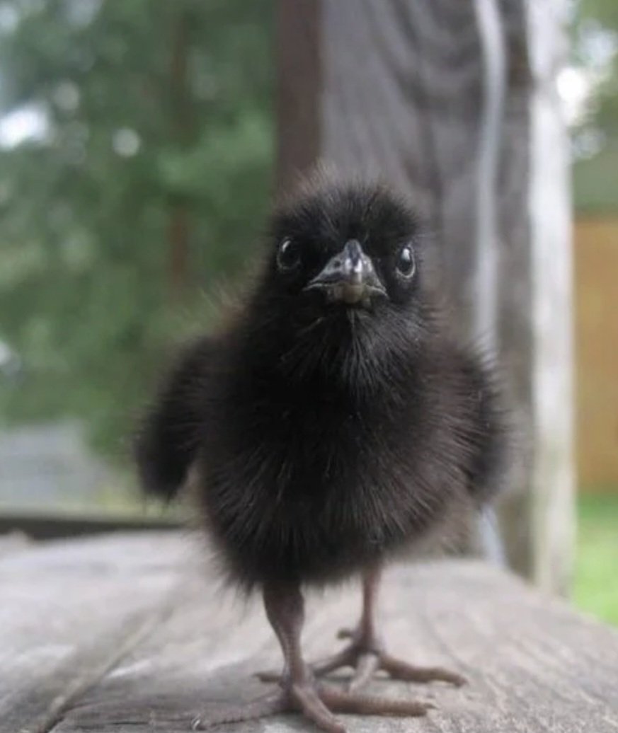 Cheeseontoast 🧀🍞©️ tweet media