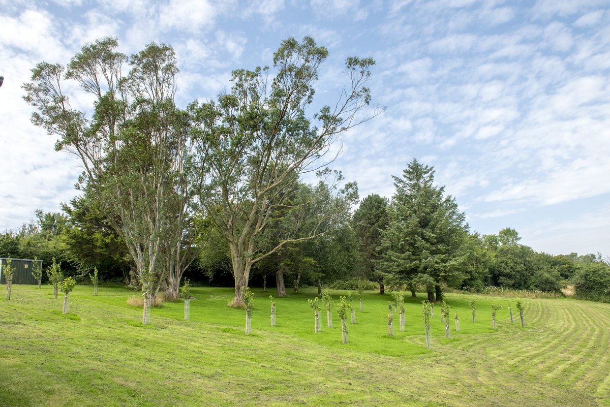 Our orchard at Neptune is thriving with 40 fruit trees, from apples, pears, and cherries. Each tree adds beauty, supports pollinators, and preserves Cornish heritage while moving us toward a greener future. 🌱 #Sustainability #CornishHeritage #Biodiversity