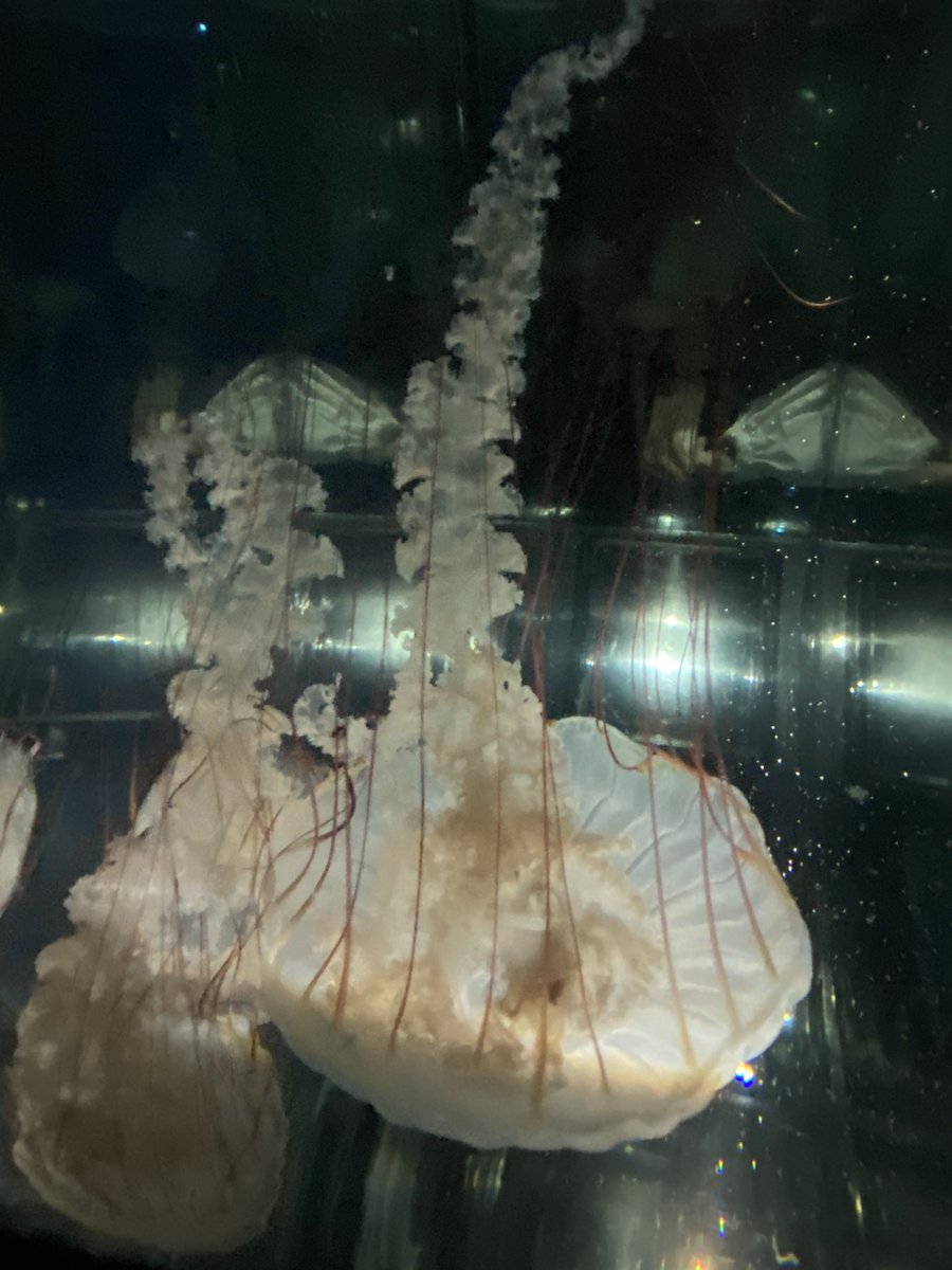 はひふへほ tweet media