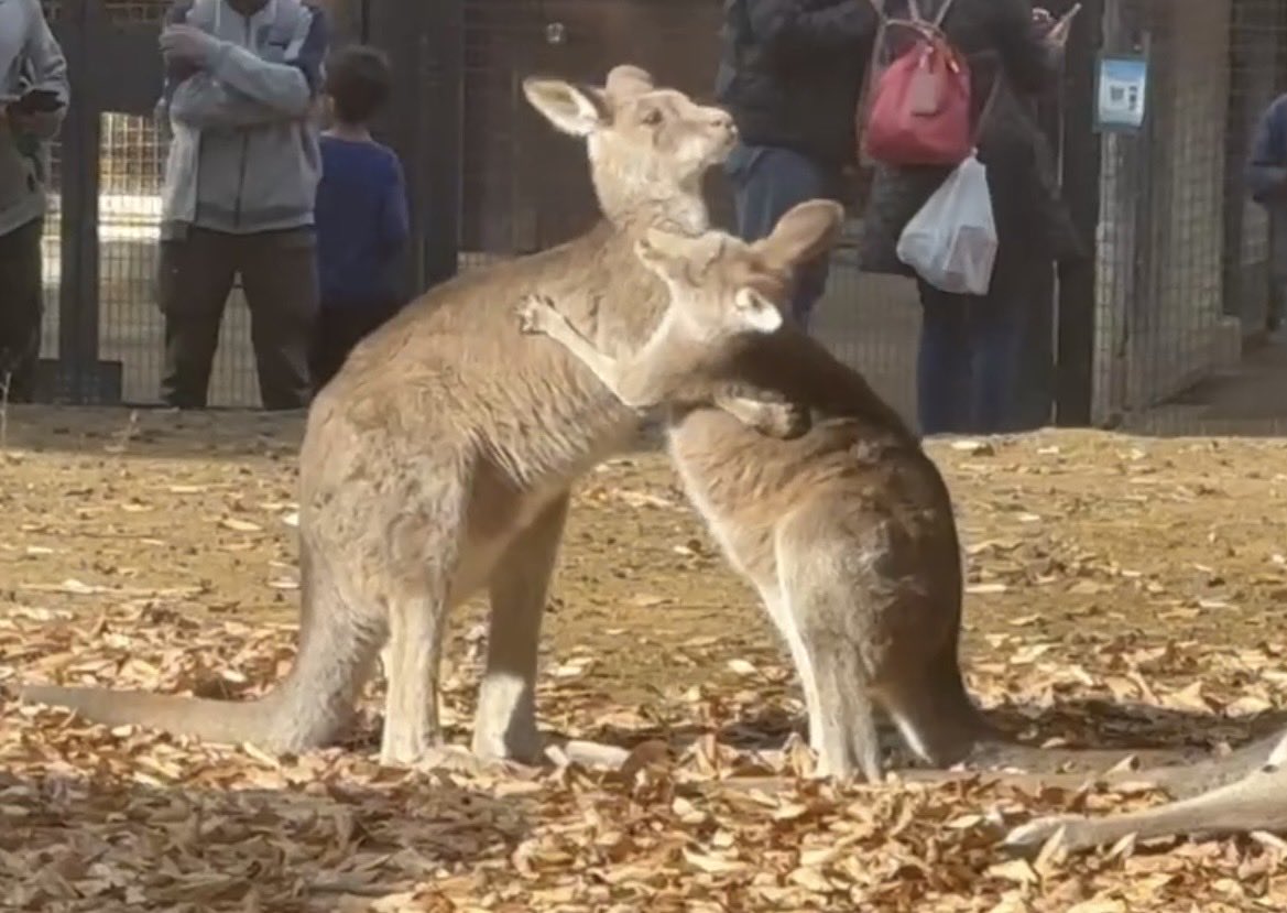 50CC80CLAlRE's tweet photo. 三連休で、埼玉こども動物自然公園行ってきた。
切り株に召喚されたミーアキャット、抱き合うカンガルー、クオッカはおしりしか見れなかったからぬいぐるみ買いました！

カンガルーのいる土の部分に入っちゃダメとはなってたけど、物理的に遮る柵とか無くて展示の仕方にびっくりしたわ😳 https://t.co/SCXStqPIEh
