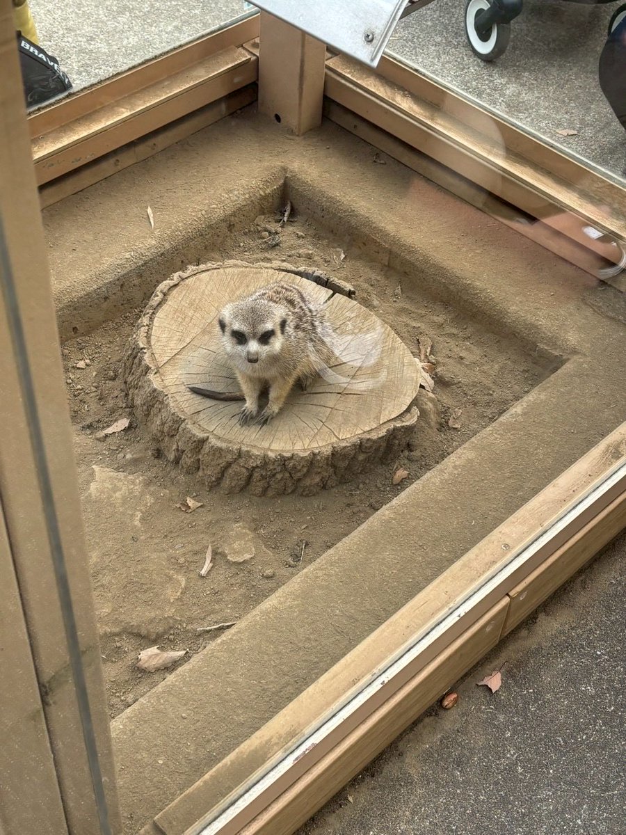 50CC80CLAlRE's tweet photo. 三連休で、埼玉こども動物自然公園行ってきた。
切り株に召喚されたミーアキャット、抱き合うカンガルー、クオッカはおしりしか見れなかったからぬいぐるみ買いました！

カンガルーのいる土の部分に入っちゃダメとはなってたけど、物理的に遮る柵とか無くて展示の仕方にびっくりしたわ😳 https://t.co/SCXStqPIEh