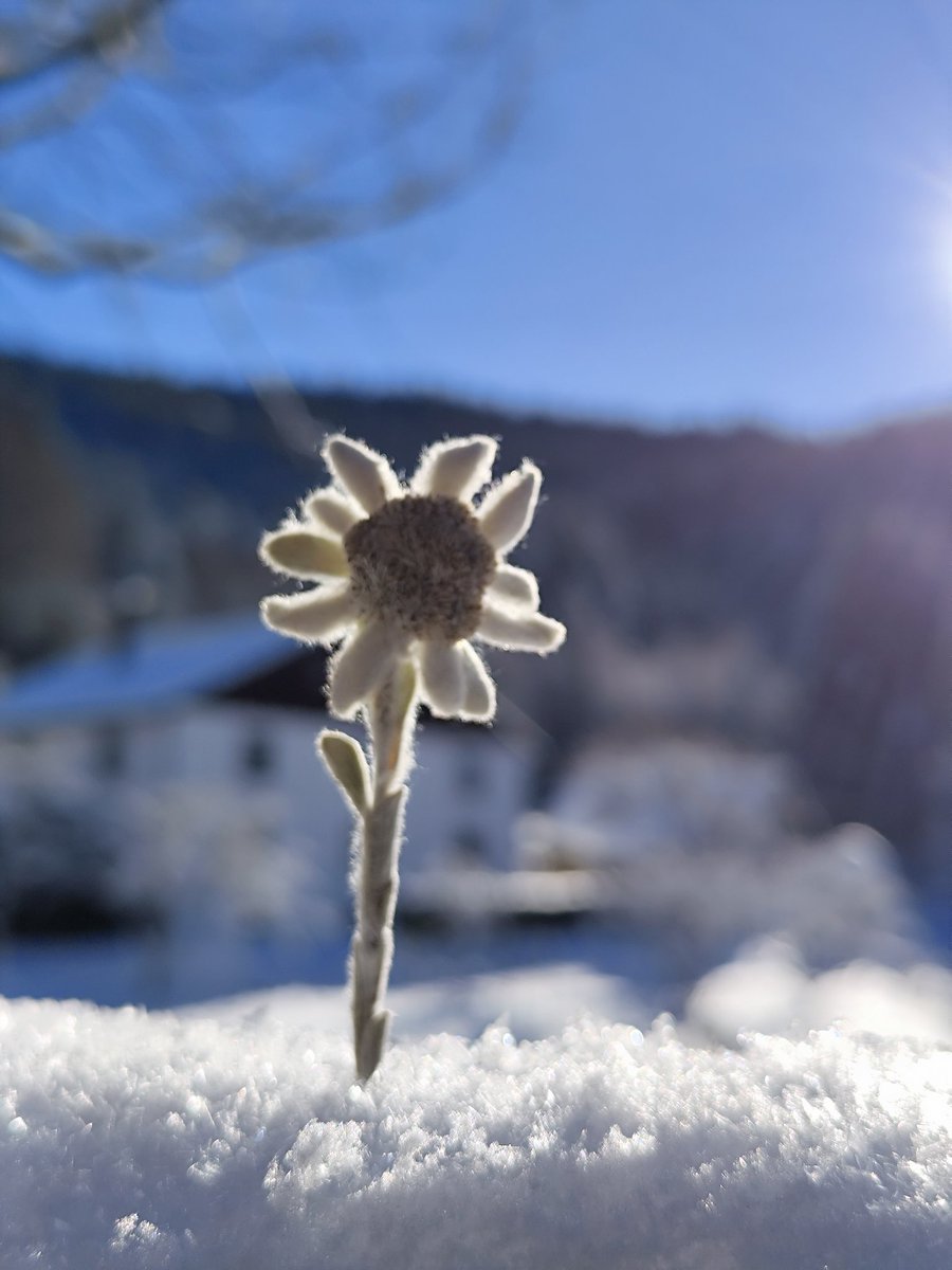 EdithPY2's tweet image. Bonne journée, dans les #HautesVosges ou ailleurs.