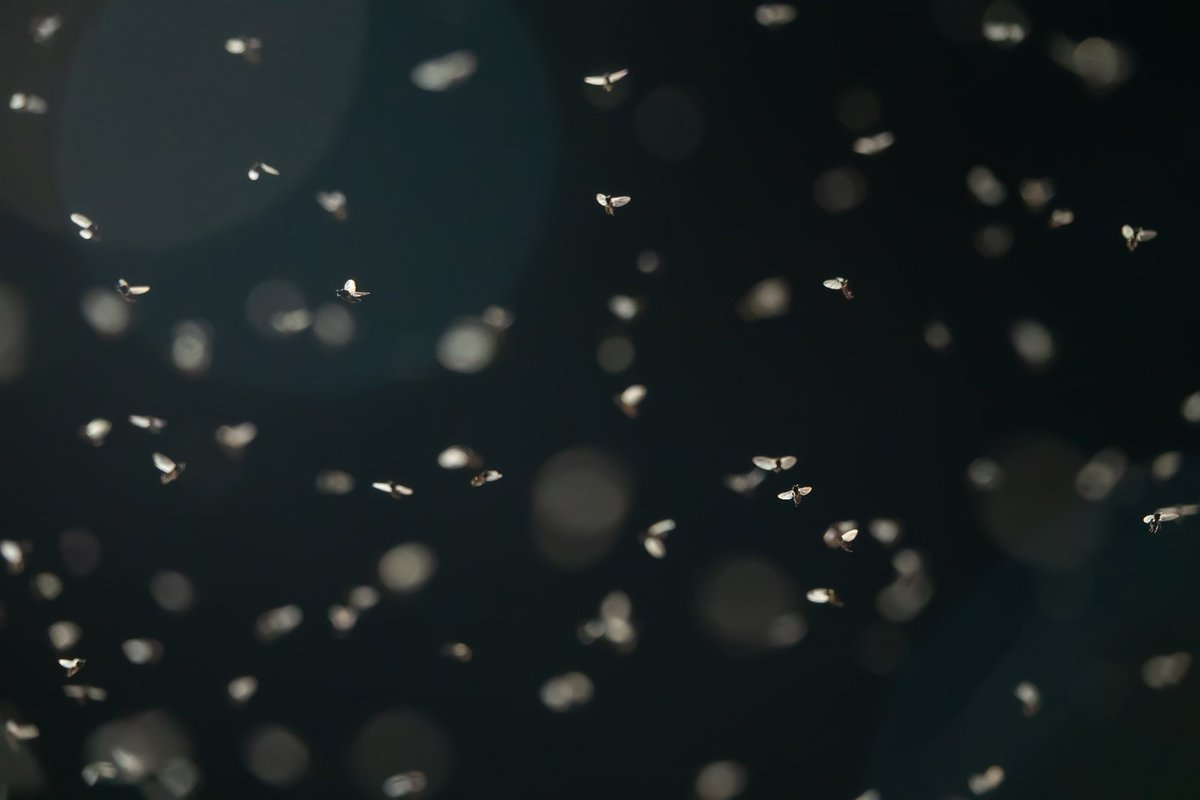 AZoSensors's tweet image. What can mayflies teach data scientists? A new protocol, inspired by the bugs, has greater energy #efficiency and could last far longer than traditional routing methods, demonstrating the power of nature in sensor #tech. azosensors.com/news.aspx?News…
#AZoSensors