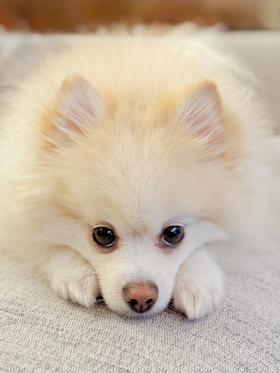 チャピシト🧸🍋ポメラニアン (@chappy_1005) / Posts / X