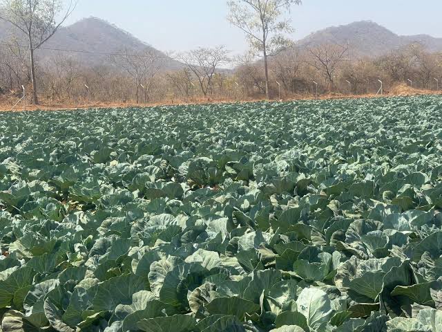 Obert Jiri tweet media