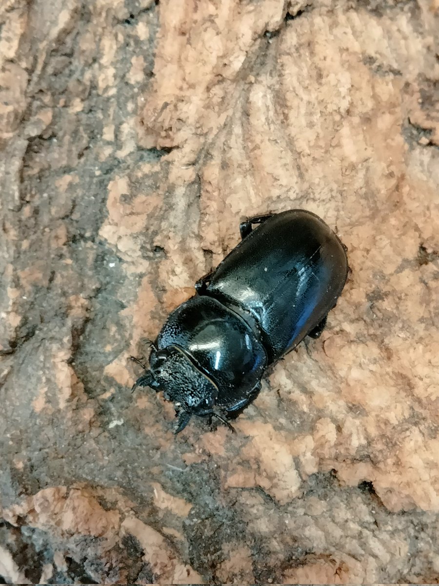 販売ツイ🙏🏻

アマミシカ
鹿児島県大島郡宇検村産
大体初令～2令 CBF6
♂画像が残してなく♀画像&amp;幼虫の画像になりますが、間違いのないアマミシカです

1頭700円 在庫20頭程

paypay(ライト不可)&amp;銀行振込確認後に広島より平日ゆうパック着払い発送です

必要な方DMへ🙏🏻